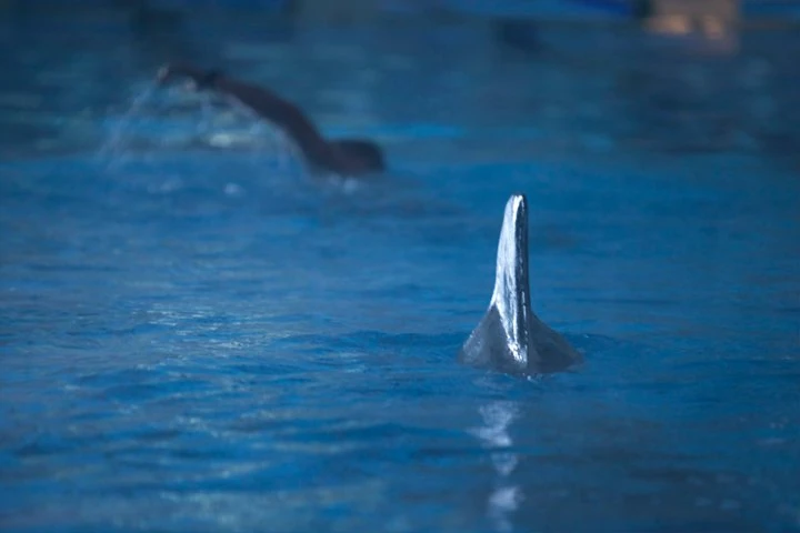 Image - 18.-Pool-Shark.jpg | R.L. Stine's The Haunting Hour Wiki