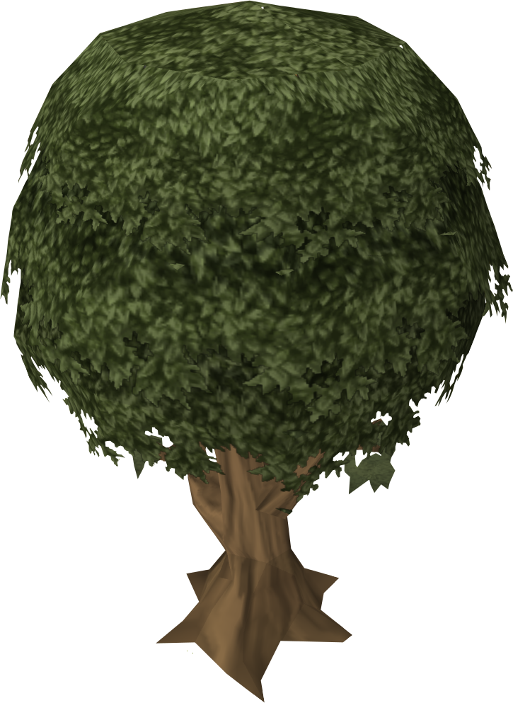 What is a Sassafras tree?