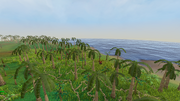 Kharazi Jungle