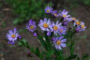 Aster-tataricus.jpg