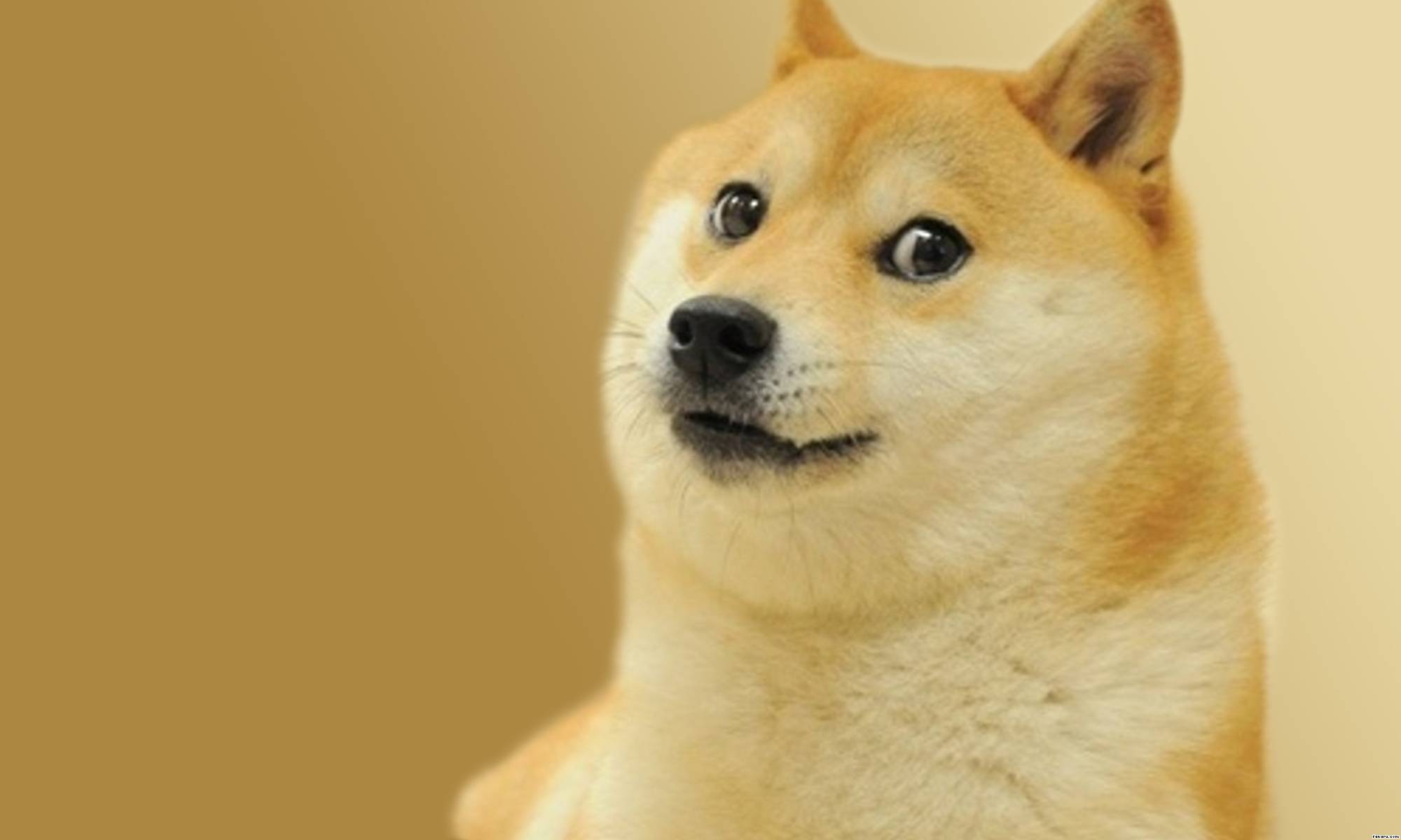 Doge, a shiba inu dog, looks at the camera very skeptically