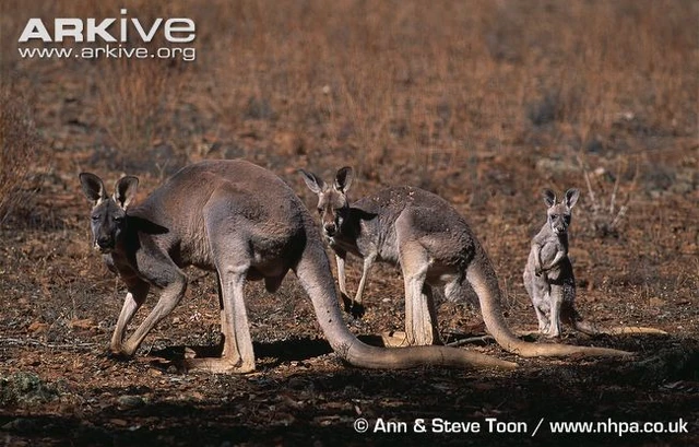 File:Red Kangaroo.jpg