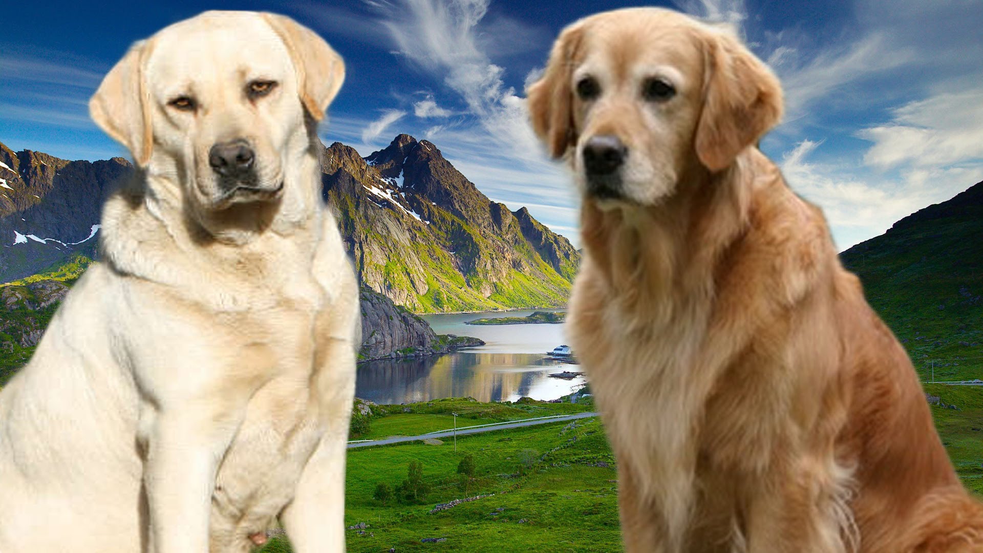 golden retriever or labrador retriever golden retriever vs labrador retriever assistedlivingcares golden retriever or labrador retriever golden retriever vs labrador retriever assistedlivingcares