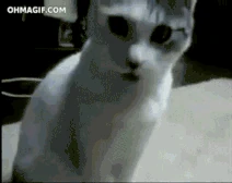 That-is-scary-dude.gif (1.64 MB) That-is-scary-dude