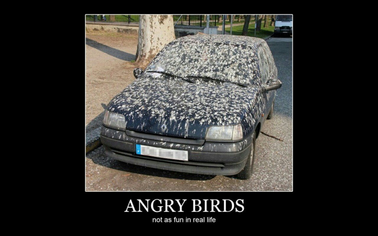 download angry birds car race for free download angry birds car race for free