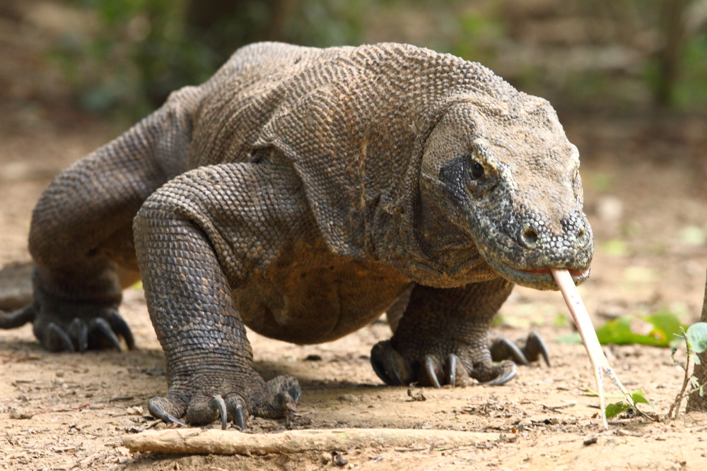 merupakan speises kadal yang juga merupakan salah satu binatang endemik Indonesia 25 Fakta Unik dan Menarik perihal Komodo
