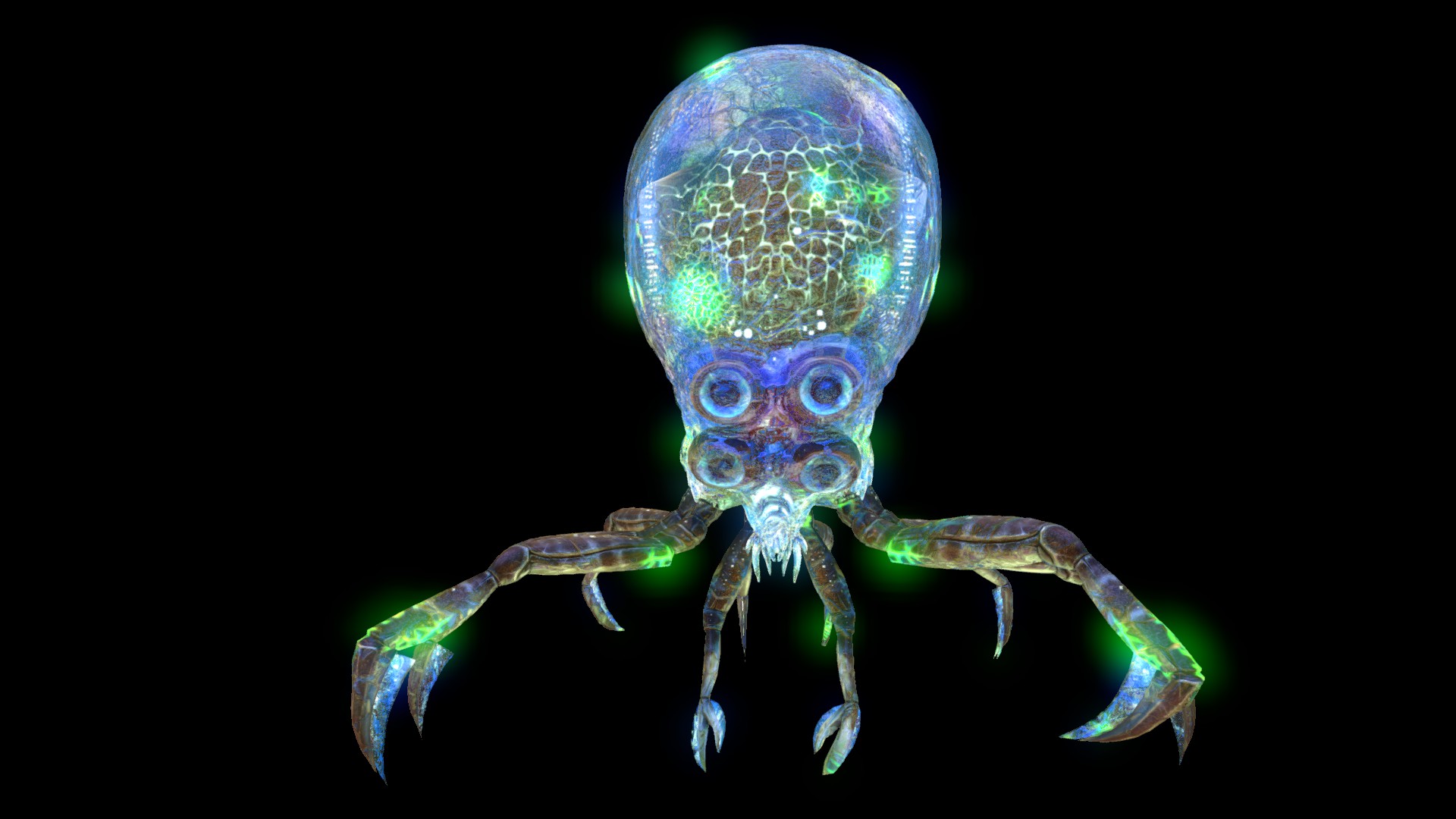 are squids carnivores