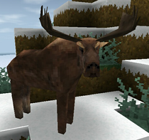 Moose