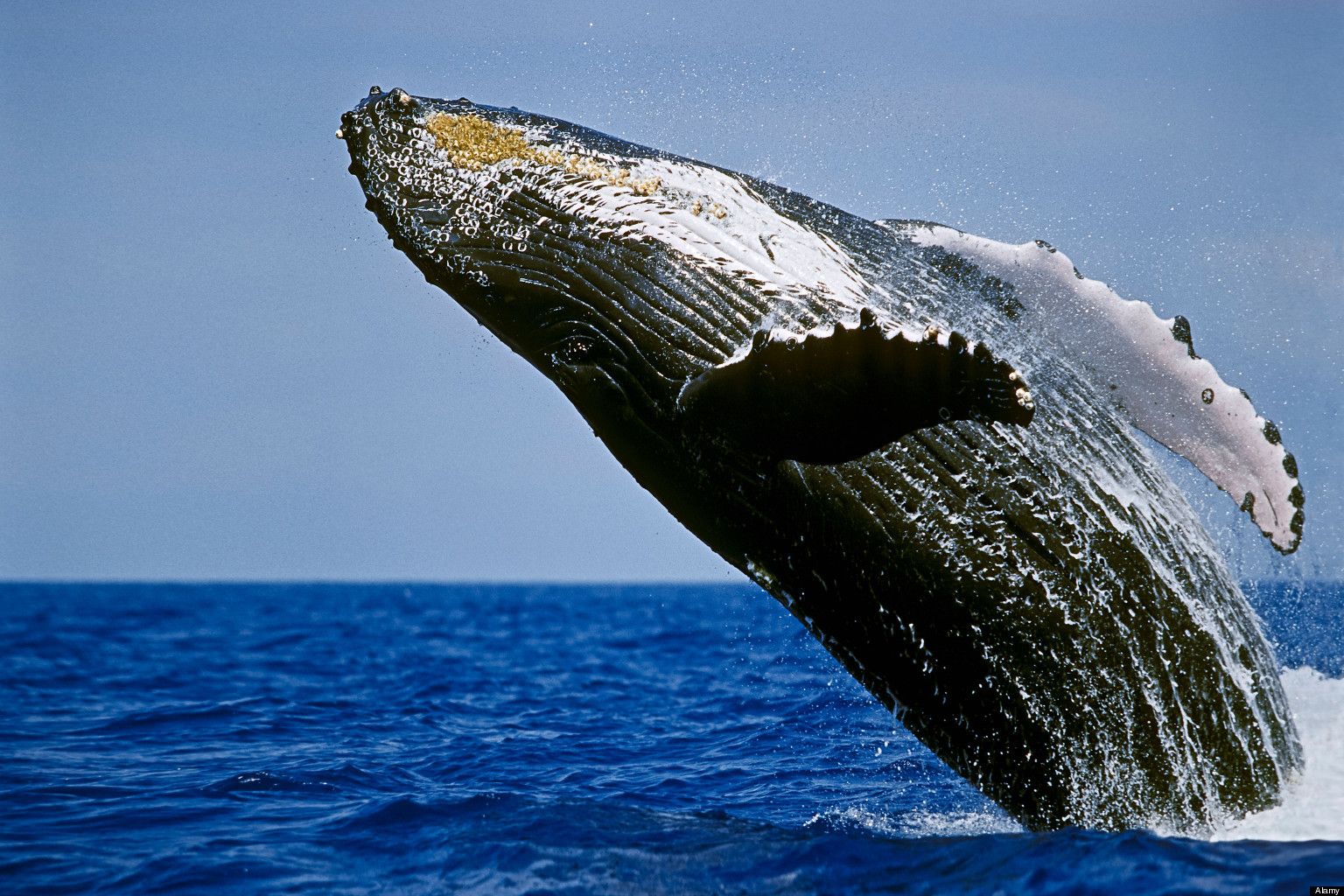 Humpback Whales Natural History Museum Humpback Whales Natural History Museum