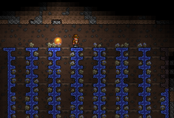 Mushroom1farming