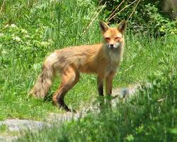 American Red Fox | The animal Wiki | Fandom powered by Wikia