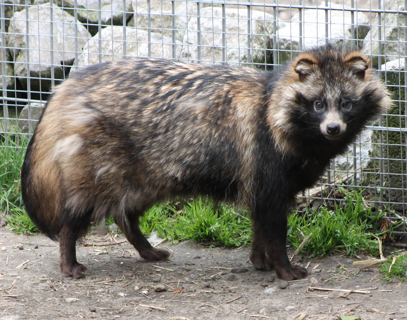 Raccoon Dog Poochpedia FANDOM powered by Wikia