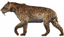 Saber-toothed tiger | The Coterie Wiki | Fandom powered by Wikia