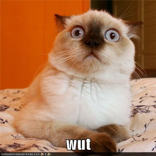 Image Confusedcat.jpg The Evillious Chronicles Wiki Fandom