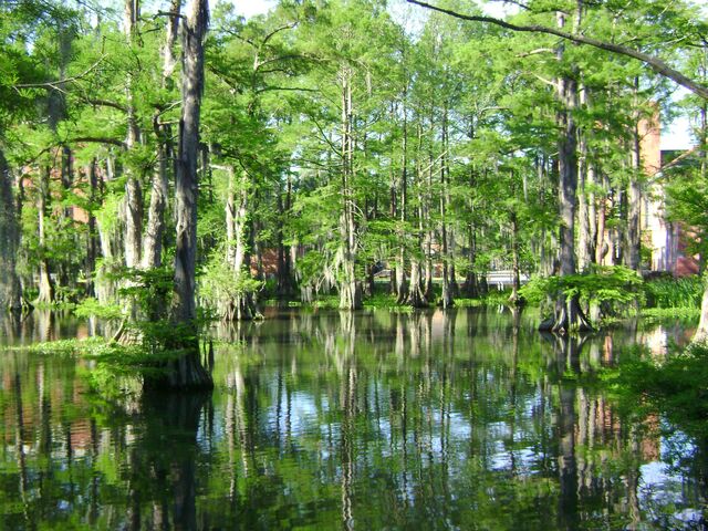 File:The Swamp 1.jpg