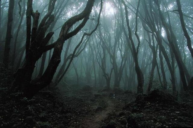 File:Dark Forest.jpg
