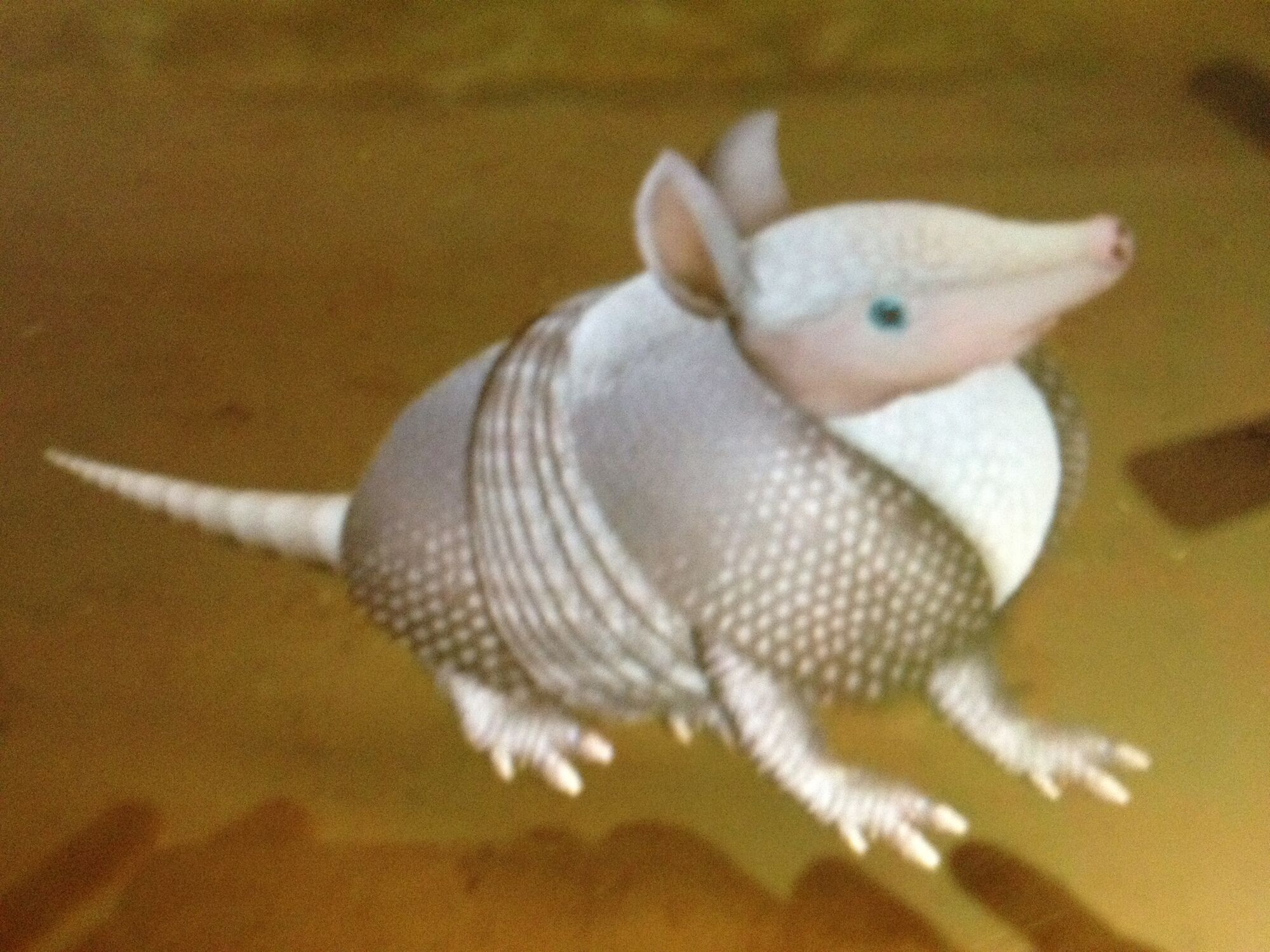 Save the Armadillo! | Wonder Pets! Wiki | FANDOM powered by Wikia