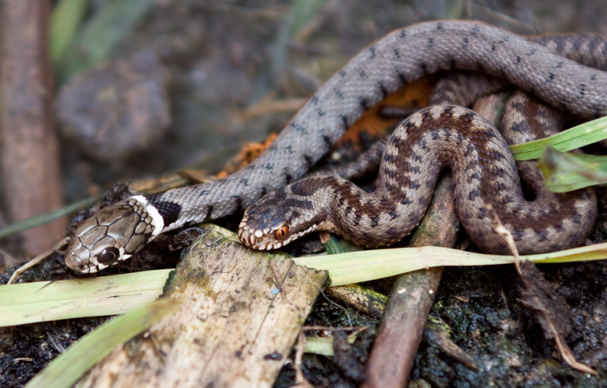 Image The Adder & The Grass Snake.jpg British Wildlife Wiki