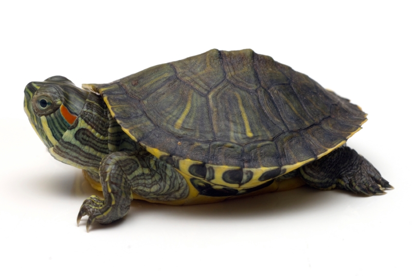 Image result for turtle slow and steady