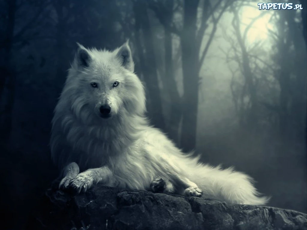 http://vignette1.wikia.nocookie.net/twilightsaga/images/3/3d/81567_wilk-bialy-las.jpg/revision/latest?cb=20140311191136&path-prefix=pl