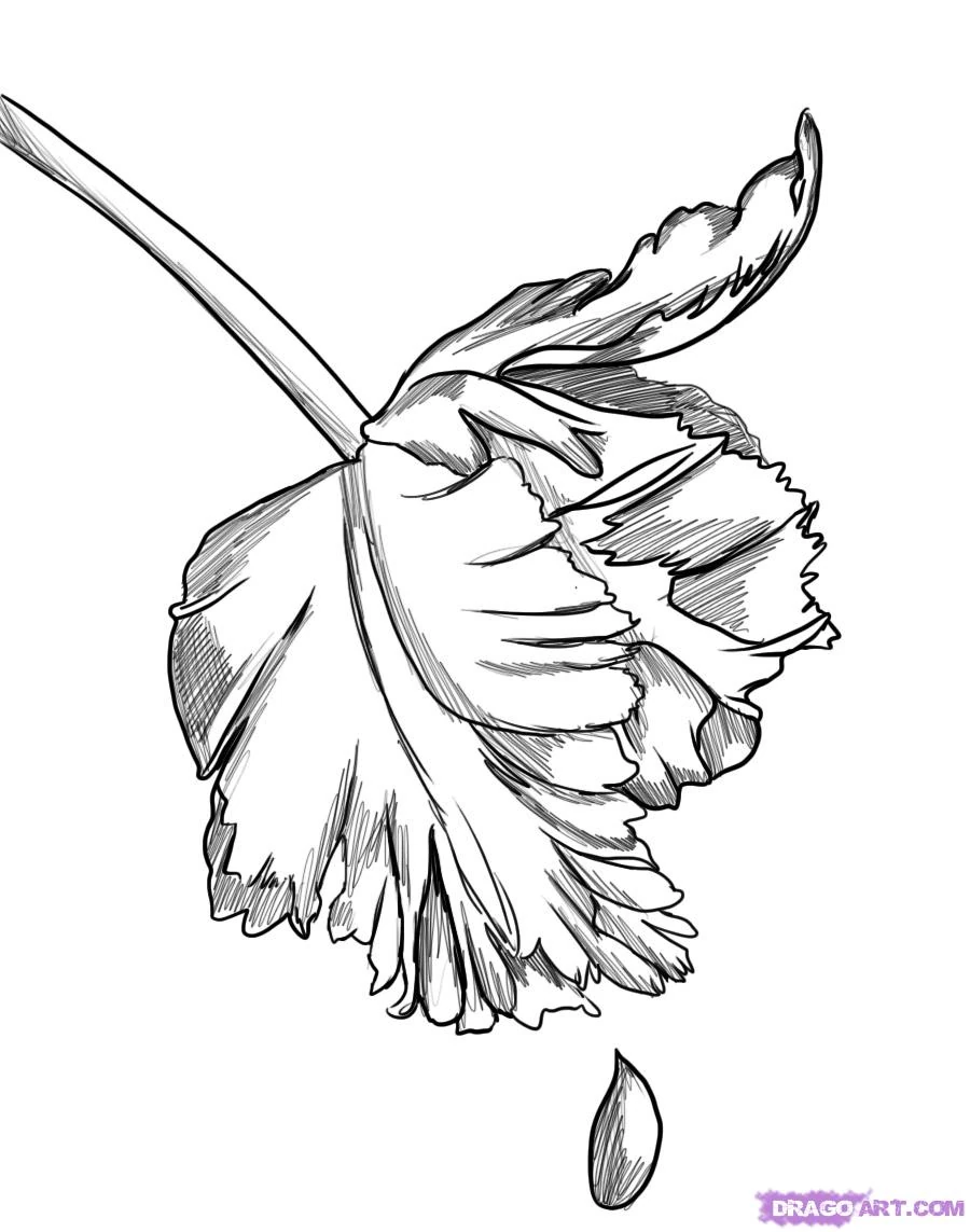 Image How to draw new moon cover step 5 jpg Twilight Saga Wiki