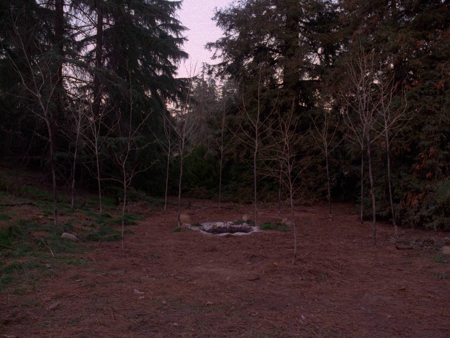 Sycamore Trees Twin Peaks Wiki Fandom Powered By Wikia sycamore-trees-twin-peaks-wiki-fandom-powered-by-wikia
