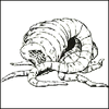 Oxileech