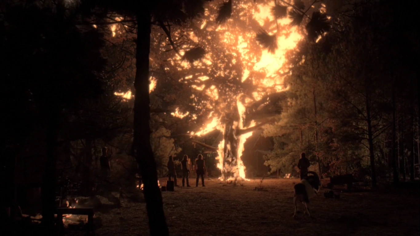 White Oak Tree | The Vampire Diaries Wiki | FANDOM powered by Wikia