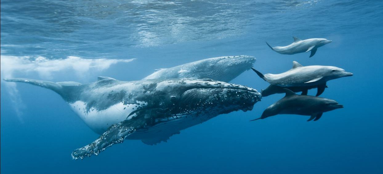 wal und delfin wal und delfin