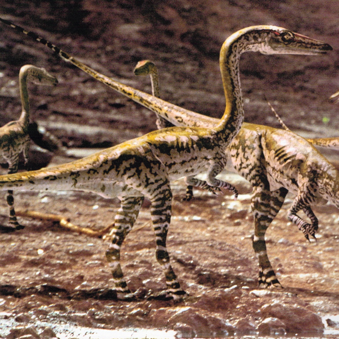 walking with dinosaurs coelophysis walking with dinosaurs coelophysis