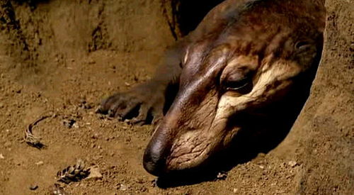 Cynodonts | Walking With Wikis | Fandom powered by Wikia