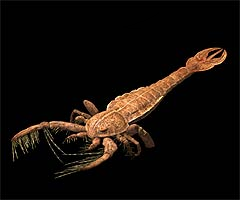 Megalograptus | Walkin...