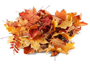Image - Leaf-pile.png | Warehouse 13 Artifact Database Wiki | FANDOM