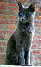 View Topic Rainclan A Warrior Cat Roleplay Accepting