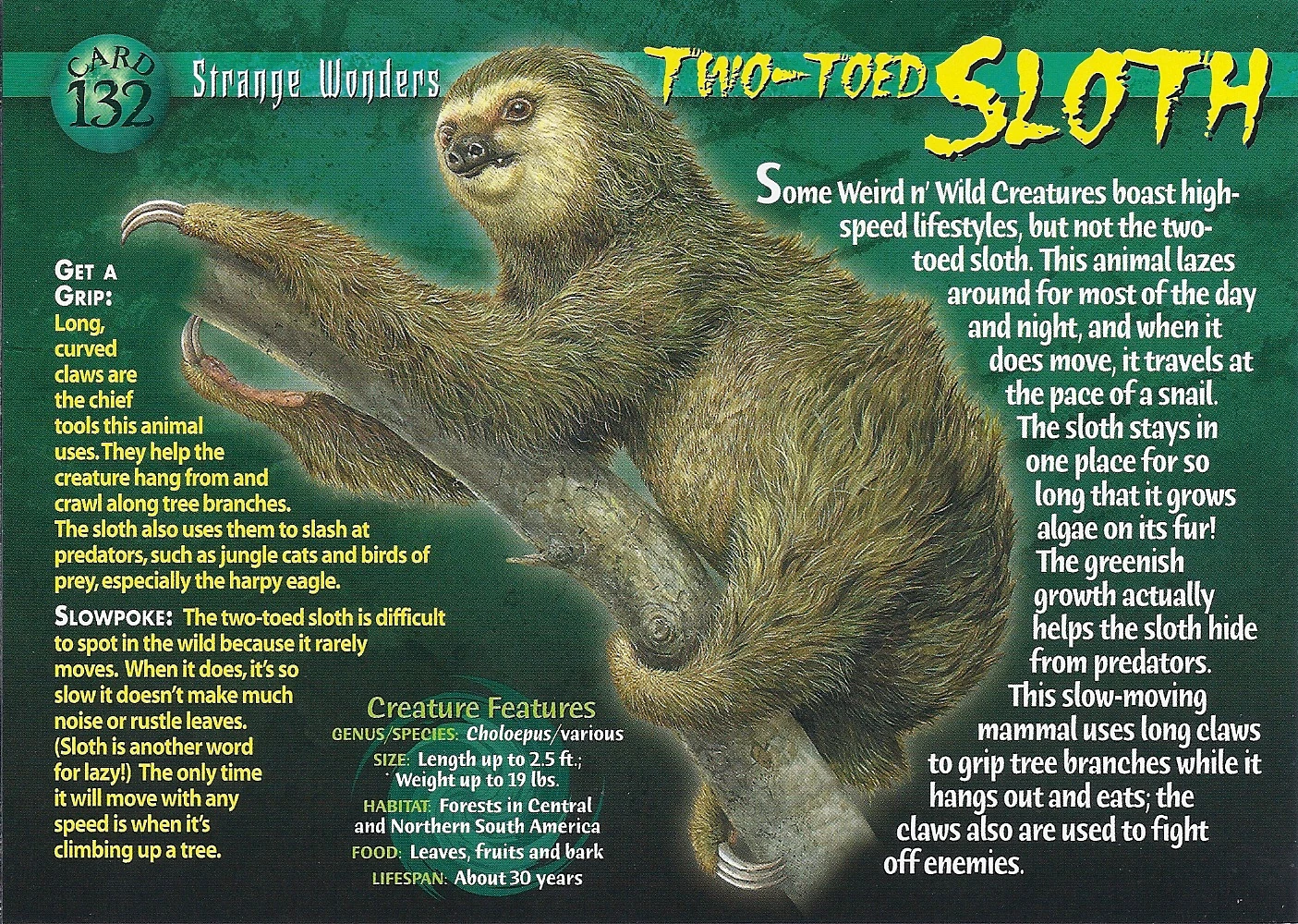 Two-Toed Sloth | Wierd N'wild Creatures Wiki | FANDOM powered by Wikia