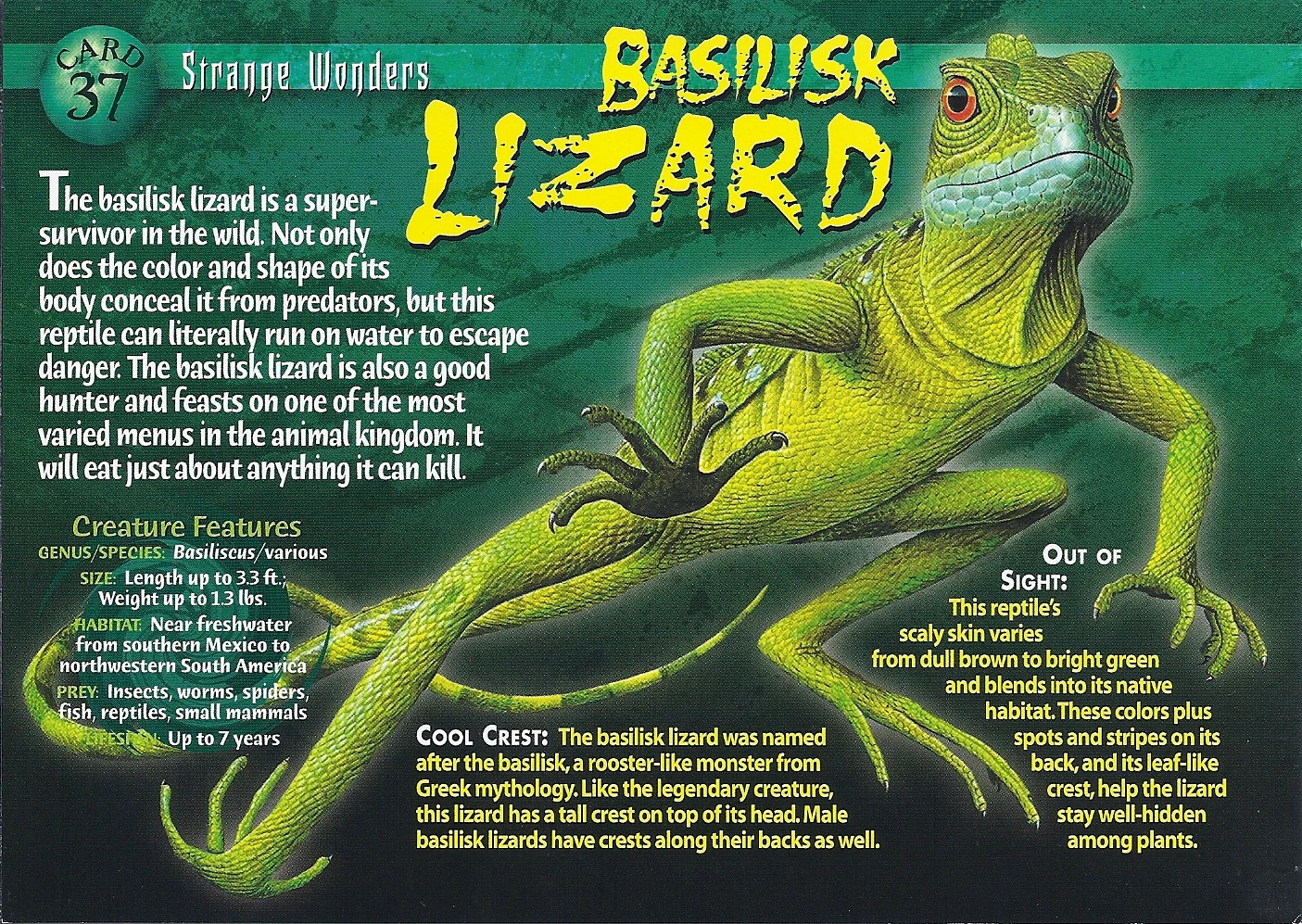 Image Basilisk Lizard front.jpg Wierd N'wild Creatures Wiki