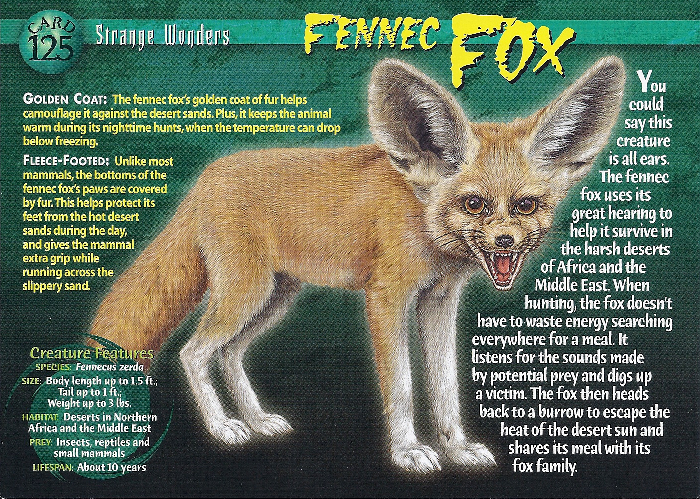 Fennec Fox Wierd N'wild Creatures Wiki FANDOM powered by Wikia