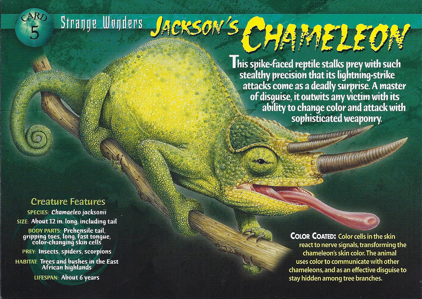 Image - Jackson's Chameleon front.jpg | Wierd N'wild Creatures Wiki