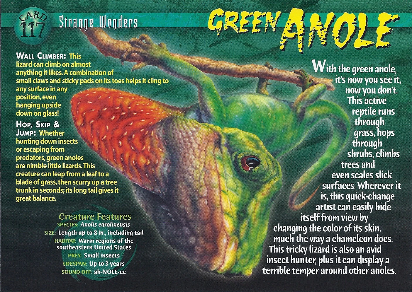 Green Anole Wierd N'wild Creatures Wiki Fandom powered by Wikia