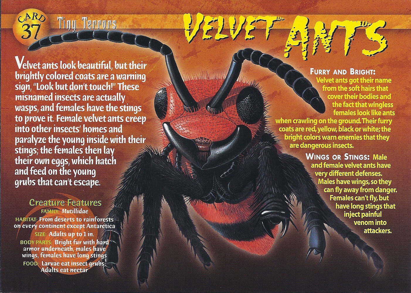Velvet Ants | Wierd N'wild Creatures Wiki | FANDOM powered by Wikia