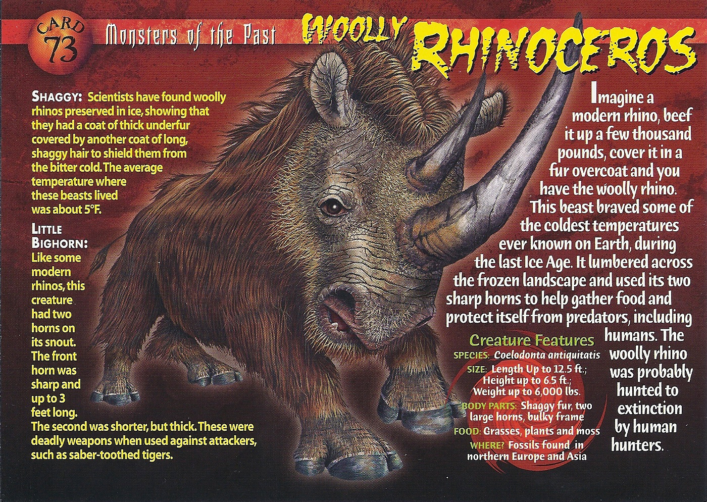 http://vignette1.wikia.nocookie.net/wierdnwildcreatures/images/e/e9/Wooly_Rhinoceros_front.jpg/revision/latest?cb=20130823022325
