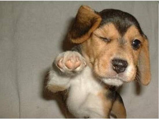 happy puppies net what is it image how to a happy pictures picture of dogpictureshday dogs anniversary happy puppies net what is it image how to a happy pictures picture of dogpictureshday dogs anniversary