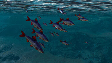 Fishes in witcher 3