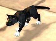 Calico Cat