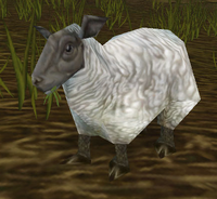 Elwynn Lamb Eating Grass
