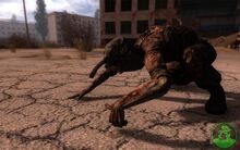 Stalker-call-of-pripyat-20091211023435881 640w