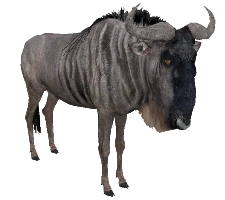 Wildebeest | Zoo Tycoon Wiki | Fandom powered by Wikia