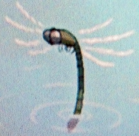 File:Dragonfly.png