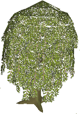 Willow