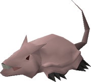 Brine rat